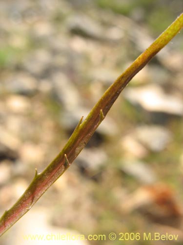 Bild von Asteraceae sp. #1884 (). Klicken Sie, um den Ausschnitt zu vergrössern.
