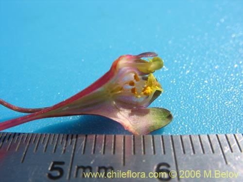 Tropaeolum tricolor의 사진