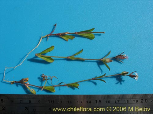 Bild von Silene gallica (Calabacillo). Klicken Sie, um den Ausschnitt zu vergrössern.