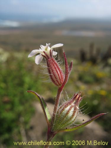 Bild von Silene gallica (Calabacillo). Klicken Sie, um den Ausschnitt zu vergrössern.