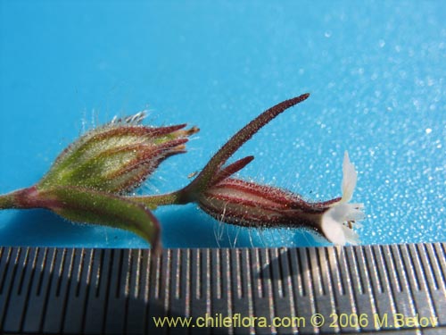 Bild von Silene gallica (Calabacillo). Klicken Sie, um den Ausschnitt zu vergrössern.