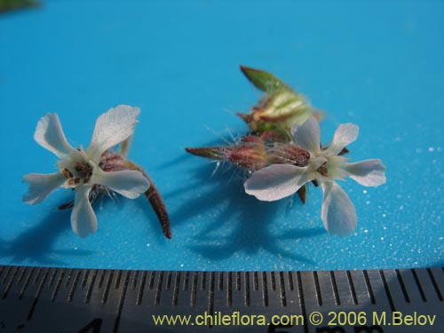 Bild von Silene gallica (Calabacillo). Klicken Sie, um den Ausschnitt zu vergrössern.