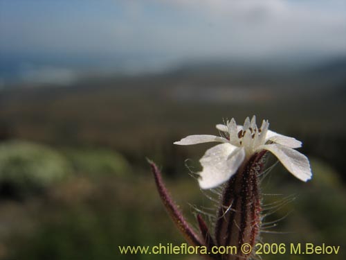 Bild von Silene gallica (Calabacillo). Klicken Sie, um den Ausschnitt zu vergrössern.