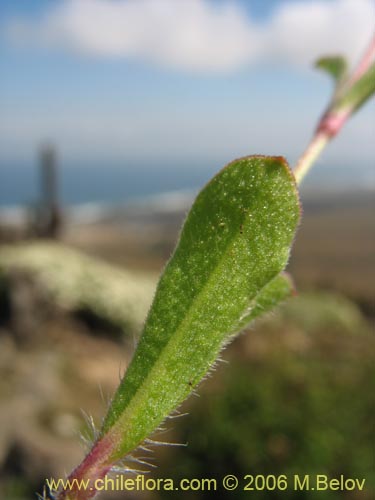 Bild von Silene gallica (Calabacillo). Klicken Sie, um den Ausschnitt zu vergrössern.