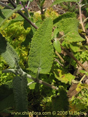 Image of Sphacele salviae (Salvia blanca). Click to enlarge parts of image.