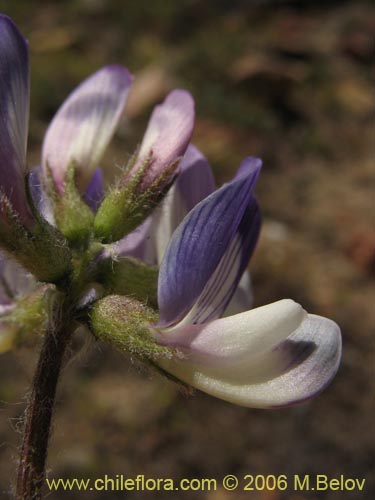 Astragalus sp. #1591의 사진