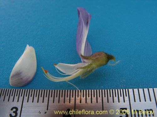 Astragalus sp. #1591의 사진