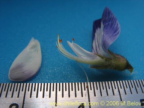 Astragalus sp. #1591의 사진