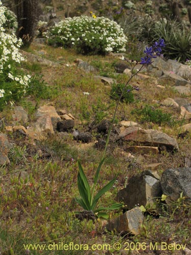 Image of Pasithea coerulea (Azulillo). Click to enlarge parts of image.