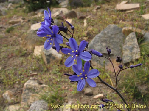 Image of Pasithea coerulea (Azulillo). Click to enlarge parts of image.