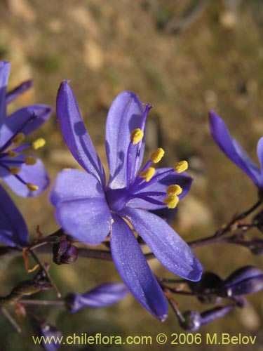 Image of Pasithea coerulea (Azulillo). Click to enlarge parts of image.