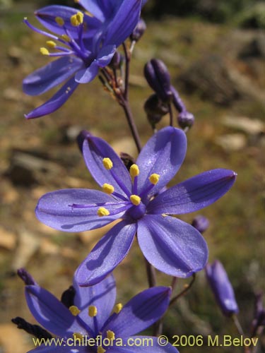 Image of Pasithea coerulea (Azulillo). Click to enlarge parts of image.