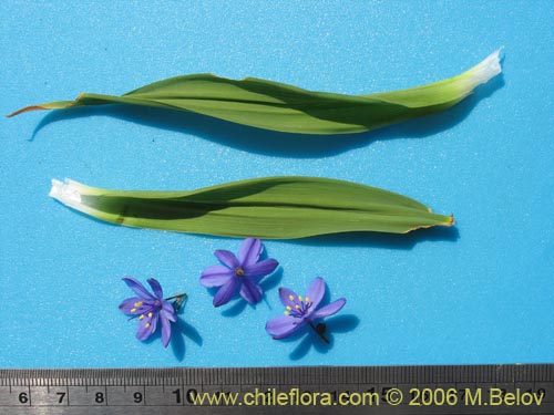 Image of Pasithea coerulea (Azulillo). Click to enlarge parts of image.