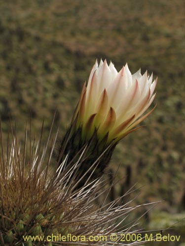 Image of Echinopsis chiloensis ssp. littoralis (Quisco costero). Click to enlarge parts of image.