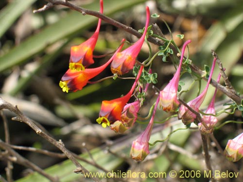 Tropaeolum tricolor의 사진