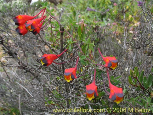 Tropaeolum tricolor의 사진