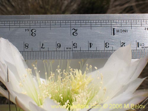 Image of Echinopsis chiloensis ssp. littoralis (Quisco costero). Click to enlarge parts of image.