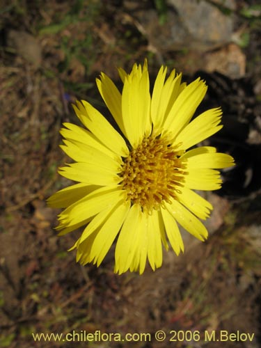 Image of Asteraceae sp. #1885 (). Click to enlarge parts of image.