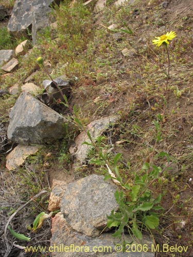 Image of Asteraceae sp. #1885 (). Click to enlarge parts of image.