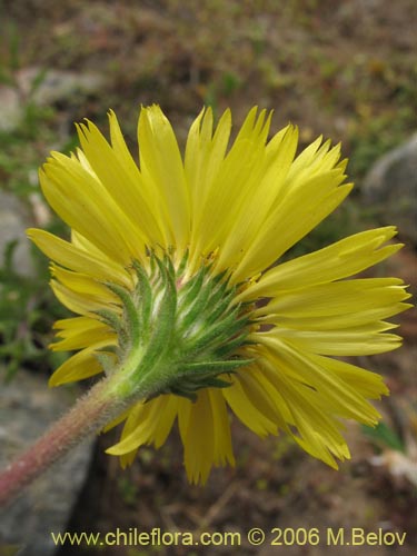 Image of Asteraceae sp. #1885 (). Click to enlarge parts of image.