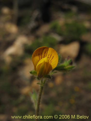 Image of Adesmia sp. #1953 (). Click to enlarge parts of image.