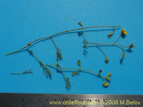 Image of Adesmia sp. #1953 (). Click to enlarge parts of image.