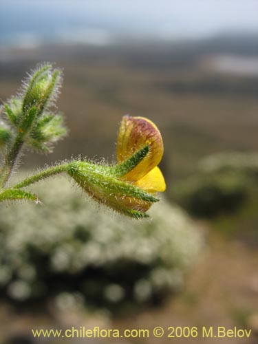 Image of Adesmia sp. #1953 (). Click to enlarge parts of image.