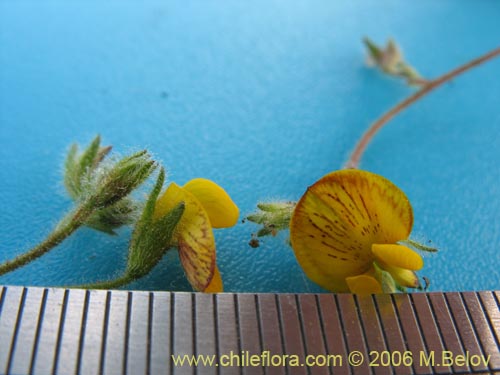 Image of Adesmia sp. #1953 (). Click to enlarge parts of image.