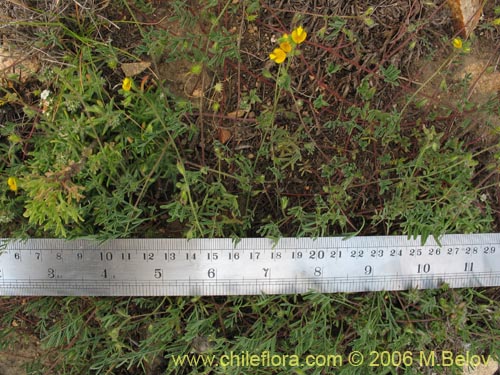 Adesmia sp. #1953의 사진