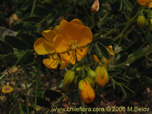 Image of Senna cumingii var. coquimbensis (). Click to enlarge parts of image.
