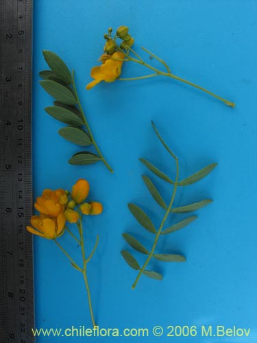 Image of Senna cumingii var. coquimbensis (). Click to enlarge parts of image.