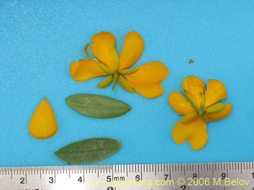 Image of Senna cumingii var. coquimbensis (). Click to enlarge parts of image.