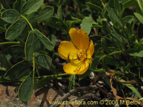 Image of Senna cumingii var. coquimbensis (). Click to enlarge parts of image.