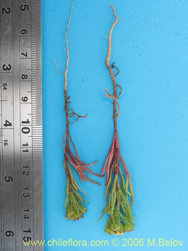 Asteraceae sp. #2379の写真