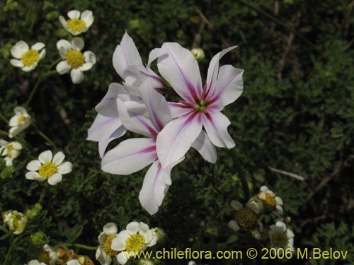 Image of Leucocoryne purpurea (). Click to enlarge parts of image.