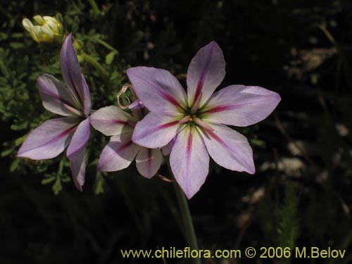 Image of Leucocoryne purpurea (). Click to enlarge parts of image.