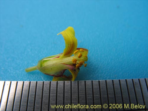 Bild von Oxalis maritima (). Klicken Sie, um den Ausschnitt zu vergrössern.