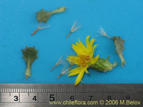 Image of Haplopappus sp. #1597 (). Click to enlarge parts of image.