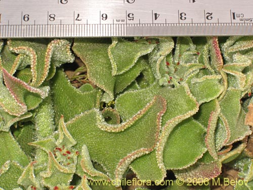 Bild von Mesembryanthemum crystallinum (). Klicken Sie, um den Ausschnitt zu vergrössern.