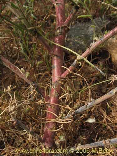 Bild von Astragalus sp. #1596 (). Klicken Sie, um den Ausschnitt zu vergrössern.