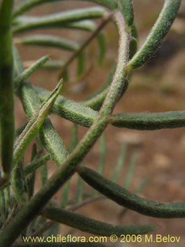 Bild von Astragalus sp. #1596 (). Klicken Sie, um den Ausschnitt zu vergrössern.