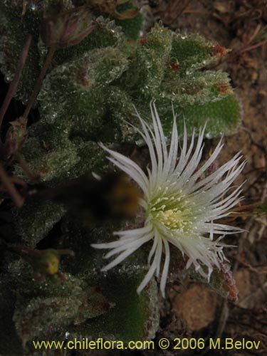 Bild von Mesembryanthemum crystallinum (). Klicken Sie, um den Ausschnitt zu vergrössern.
