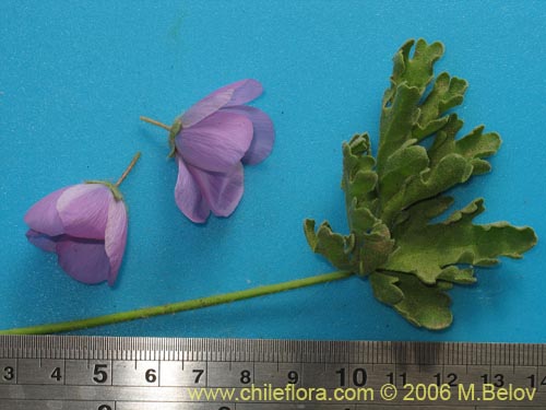 Image of Cristaria sp. #3091 (). Click to enlarge parts of image.