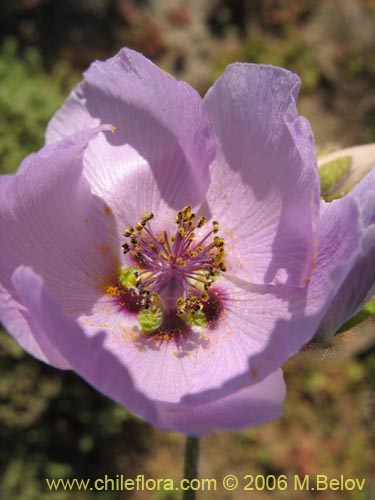 Image of Cristaria sp. #3091 (). Click to enlarge parts of image.