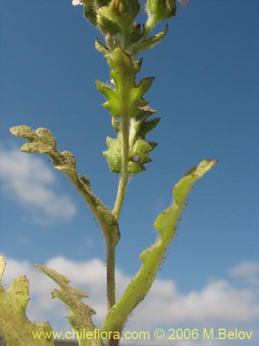 Image of Leucheria sp. #7911 (). Click to enlarge parts of image.