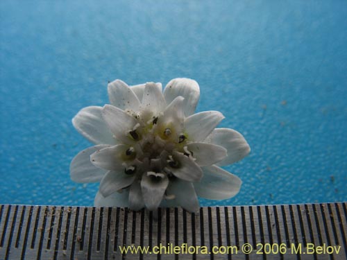 Image of Leucheria sp. #7911 (). Click to enlarge parts of image.