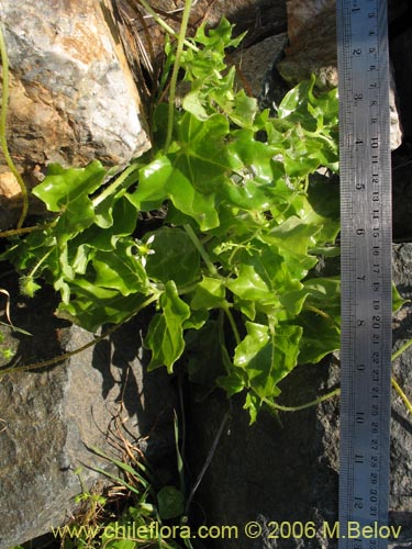 Image of Loasa elongata (). Click to enlarge parts of image.