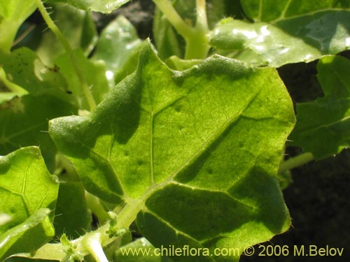 Image of Loasa elongata (). Click to enlarge parts of image.