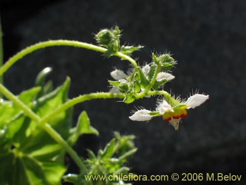 Image of Loasa elongata (). Click to enlarge parts of image.