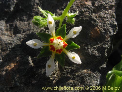 Image of Loasa elongata (). Click to enlarge parts of image.